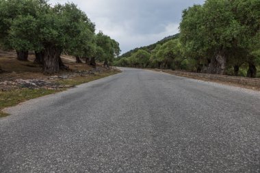 Yunanistan 'ın Thassos adasındaki zeytinlik. Büyük ağaçlar zeytin verir..