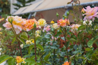 Yunanistan 'ın Thassos adasındaki bahçelerde güzel renkli çiçekler