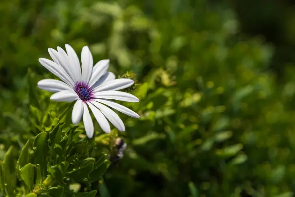 stock image A white flower with white petals and a colored center.