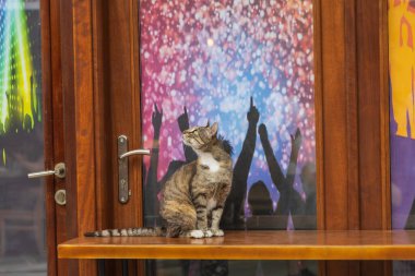 Gece kulübünün penceresinin önündeki masada vahşi bir kedi oturuyor..