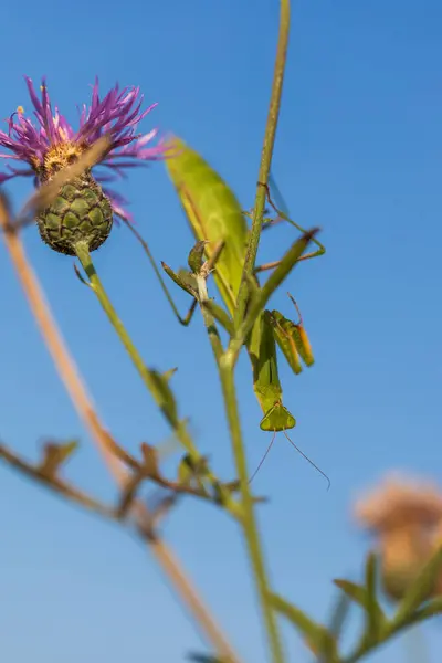 Stock image Mantis - Mantis religiosa green animal sitting on a blade of grass in a meadow. Wild photo