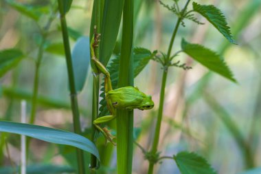 Hyla arborea - Sapında yeşil ağaç kurbağası. Arka plan yeşil. Fotoğrafta güzel bir bokeh var. Vahşi fotoğraf