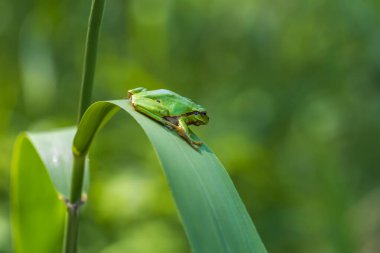 Hyla arborea - Sapında yeşil ağaç kurbağası. Arka plan yeşil. Fotoğrafta güzel bir bokeh var. Vahşi fotoğraf