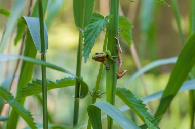 Hyla arborea - Sapında yeşil ağaç kurbağası. Arka plan yeşil. Fotoğrafta güzel bir bokeh var. Vahşi fotoğraf