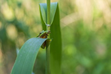 Hyla arborea - Sapında yeşil ağaç kurbağası. Arka plan yeşil. Fotoğrafta güzel bir bokeh var. Vahşi fotoğraf