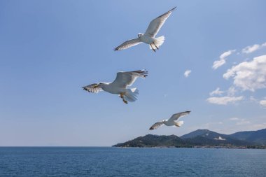 Martı - Larus marinus kanatlarını açıp havada uçar. Mavi gökyüzü. Arka plandaki liman.