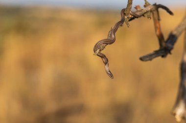 Güzel küçük yılan yakalı yılan Natrix natrix. Vahşi fotoğraf