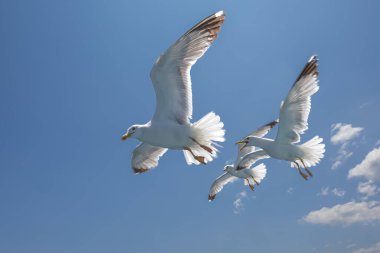 Martı - Larus marinus kanatlarını açıp havada uçar. Mavi gökyüzü