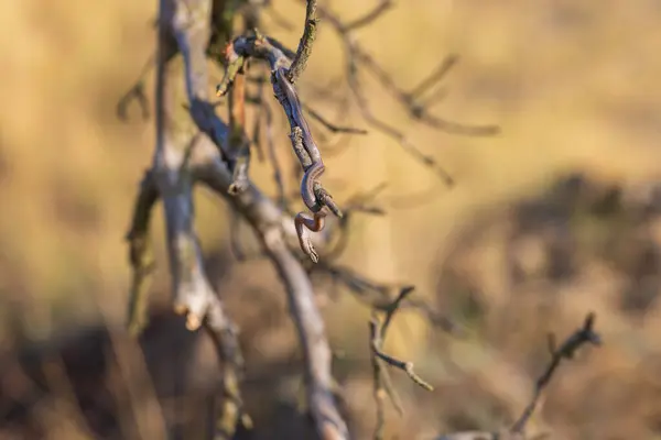 stock image Beautiful little snake Collared snake - Natrix natrix. Wild photo