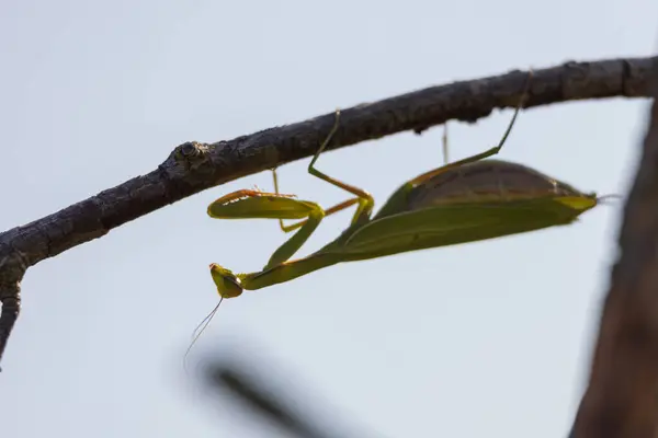 stock image Mantis - Mantis religiosa green animal sitting on a blade of grass in a meadow. Wild foto