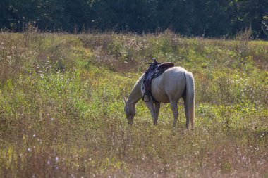 Otlaktaki güzel beyaz at. Atın ipi var..