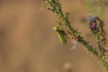 Peygamber devesi, çayırdaki çimlerin üzerinde oturan yeşil bir hayvan. Vahşi foto.