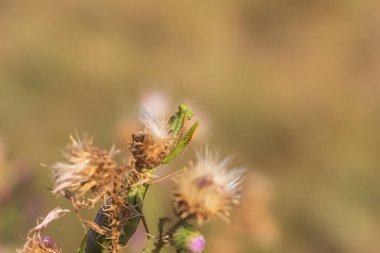 Peygamber devesi, çayırdaki çimlerin üzerinde oturan yeşil bir hayvan. Vahşi foto.