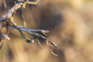 Güzel küçük yılan yakalı yılan Natrix natrix. Vahşi fotoğraf