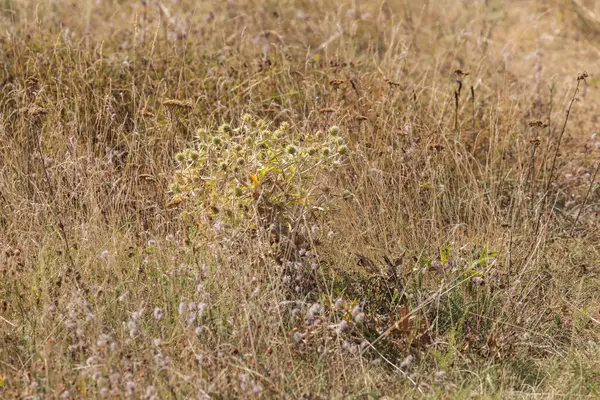 Güzel manzara - Mohelenska 'nın bozkır doğa rezervi