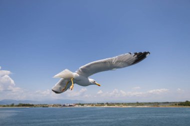 Martı - Larus marinus kanatlarını açıp havada uçar. Mavi gökyüzü. Arka plandaki liman.