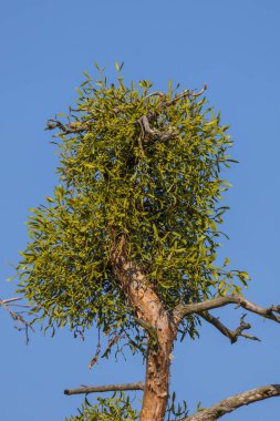 View into the treetops. Mistletoe grows on the branches. The sky is blue. clipart