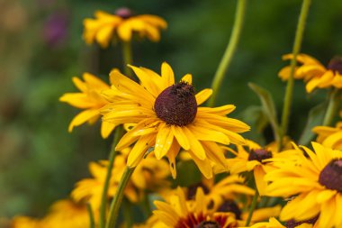 Renkli çiçekler. Bahçede çiçekler açıyor..