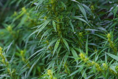 Yeşil yapraklar kenevir - kenevir - yeşil bitki