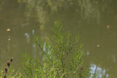 Dyje nehrinin manzarası. Suda devrilmiş ağaçlar var..