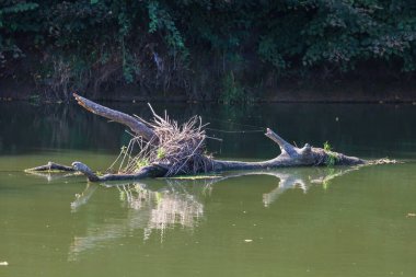 Landscape by the river Dyje. There are fallen trees in the water. clipart