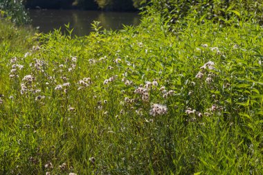 Dyje nehrinin manzarası. Suda devrilmiş ağaçlar var..
