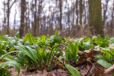 İlaç fabrikası Bear 'ın sarımsağı, Allium ursinum. Sarımsağın yeşil yaprakları ve beyaz çiçekleri var.