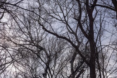 Dalları olan büyük bir ağaç tacı. Aşağıdan bak. Mavi gökyüzü parlıyor