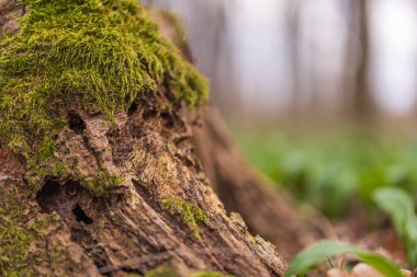 Ormandaki bir ağaç gövdesi yeşil yosunlarla kaplıdır.