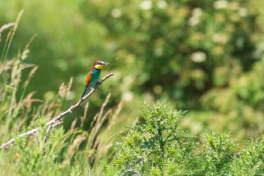 Merops apiaster - Vlha Pestra rengarenk kuş vahşi doğada güneşli bir havada çayırda güzel bir bokeh ile