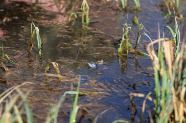 Bir bataklığın yüzeyindeki mavi kurbağa. Çiftleşme sırasında mavi kuyruklu kurbağa-rana arvalis göletin yüzeyinde oturur. Görüntüsü suya yansıyor. Arka planda güzel bir bokeh var.