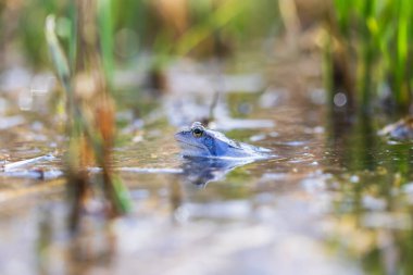 Bir bataklığın yüzeyindeki mavi kurbağa. Çiftleşme sırasında mavi kuyruklu kurbağa-rana arvalis göletin yüzeyinde oturur. Görüntüsü suya yansıyor. Arka planda güzel bir bokeh var.