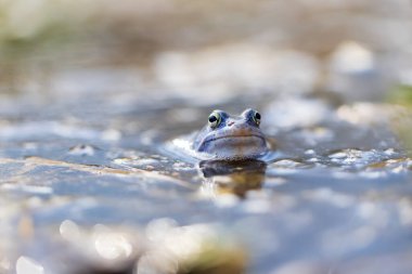 Blue frog on the surface of a swamp. The blue-tailed frog- rana arvalis at the time of mating sits on the surface of the pond. Its image is reflected in the water. The background has a beautiful bokeh clipart