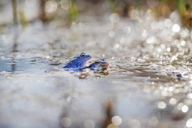 Bir bataklığın yüzeyindeki mavi kurbağa. Çiftleşme sırasında mavi kuyruklu kurbağa-rana arvalis göletin yüzeyinde oturur. Görüntüsü suya yansıyor. Arka planda güzel bir bokeh var.