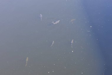 Büyük balıklar su altında yüzer.