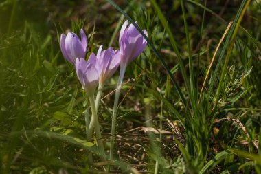 Ocun - Colchicum - yeşil çimenlikteki çayırda renkli bir çiçek. Fotoğrafta çok güzel bir Bokeh Creat var.