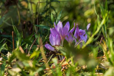 Ocun - Colchicum - yeşil çimenlikteki çayırda renkli bir çiçek. Fotoğrafta çok güzel bir Bokeh Creat var.