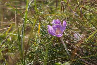 Ocun - Colchicum - yeşil çimenlikteki çayırda renkli bir çiçek. Fotoğrafta çok güzel bir Bokeh Creat var.