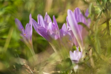 Ocun - Colchicum - yeşil çimenlikteki çayırda renkli bir çiçek. Fotoğrafta çok güzel bir Bokeh Creat var.