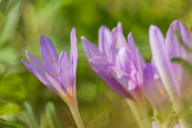 Ocun - Colchicum - yeşil çimenlikteki çayırda renkli bir çiçek. Fotoğrafta çok güzel bir Bokeh Creat var.