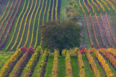 Çek Cumhuriyeti 'nin Cejkovice köyü yakınlarındaki renkli sonbahar üzüm bağlarının güzel manzarası