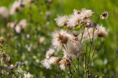 Çayırdaki kuru devedikeni.