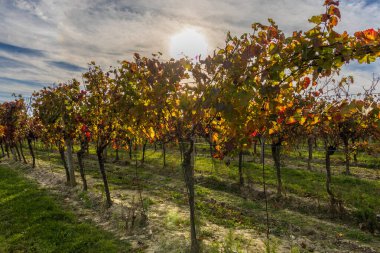 Sonbahar üzüm bağı manzarası. Palava bağları ve üzüm bağları akşam ışığında