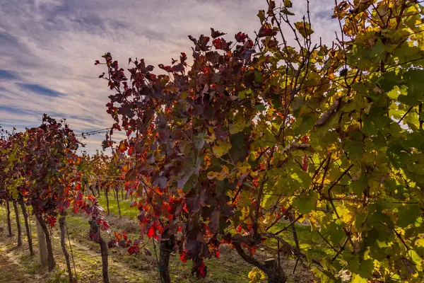 Sonbahar üzüm bağı manzarası. Palava bağları ve üzüm bağları akşam ışığında