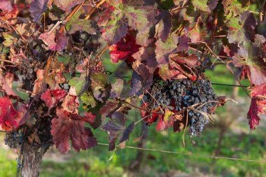 Sonbahar üzüm bağı manzarası. Palava bağları ve üzüm bağları akşam ışığında