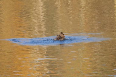Güneşli bir günde gölde yüzen ördekler