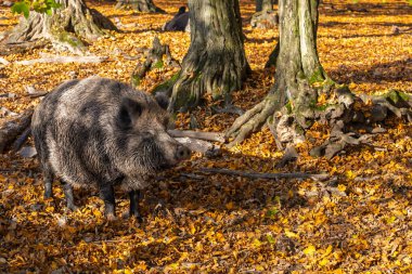 Sonbahar ormanında yaban domuzu. Ormanda güneşli bir gün