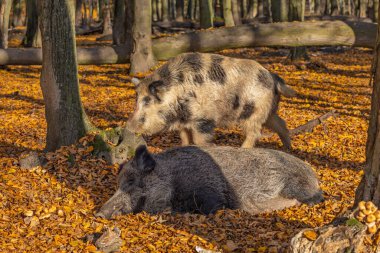 Sonbahar ormanında yaban domuzu. Ormanda güneşli bir gün