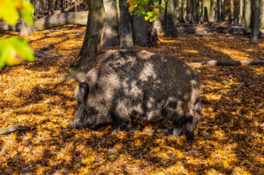 Sonbahar ormanında yaban domuzu. Ormanda güneşli bir gün