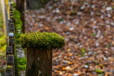 Ahşap bir çit direğinde yeşil yosun